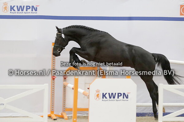 12 Rockstar EB (Aristoteles x Miss Holland v. Ice Breacker)