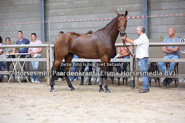 12 Sinne (Zinelord VDL x Kate v.Zirocco Blue)