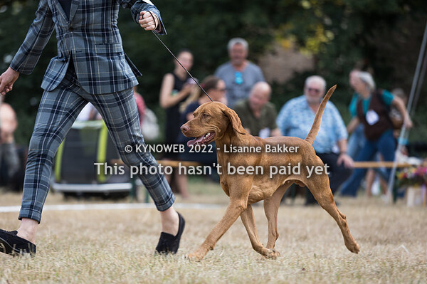 Gundogshow