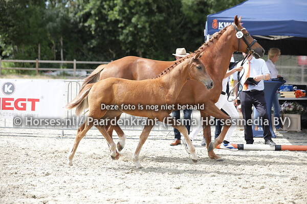 20 Saradora (Vitalis x Gajadora v. Uphill) (1)