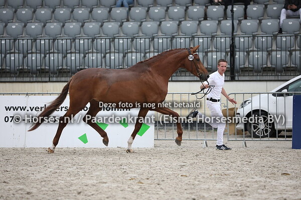 56 Jahzara (Dream Boy x Dior v. Valeron) (1)