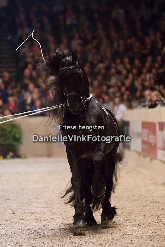 Hengstenkeuring 2018 Loadewijk 431