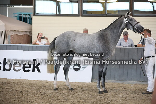 58 Lola (Cardento x Valencia v. Tangelo van de Zuuthoeve)