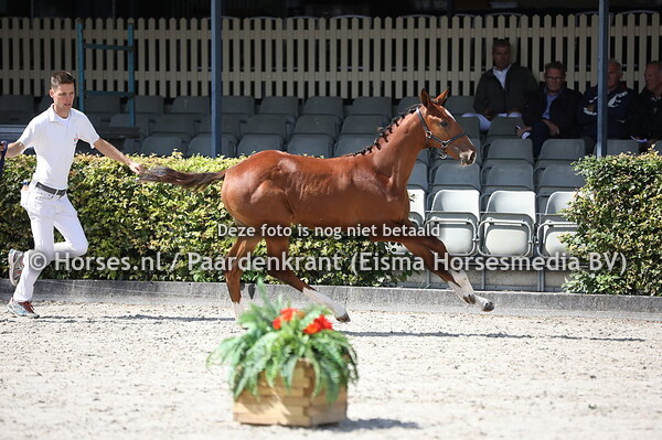 81 Olivia (Jamboree TN x Karola v. Flying Dream)