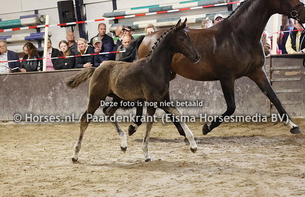 73 Unica SD (Extreme US x La Reina v. For Romance_