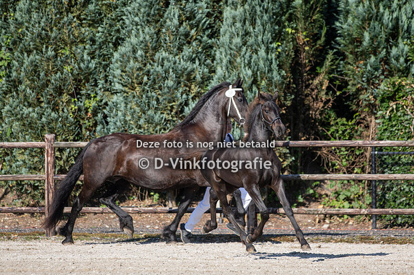 38. Benz fan Veldzicht