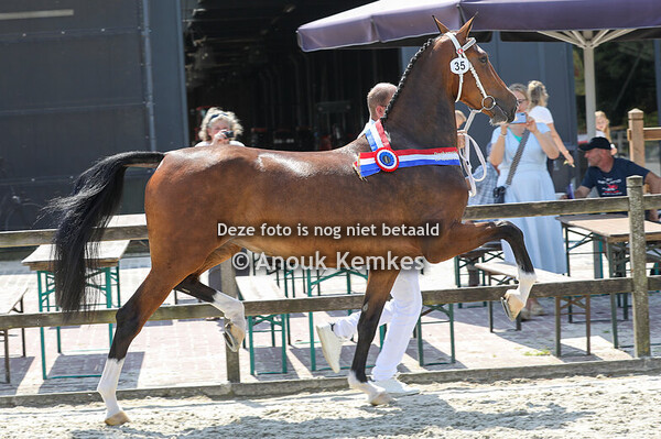 Relise ( Lexington x Atleet )