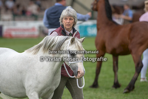 Senior barren mares & geldings Section A