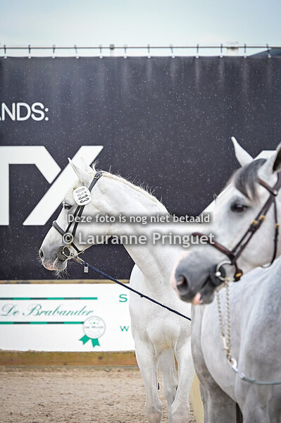 07/2025 - Lier: CSI2*/1*/YH