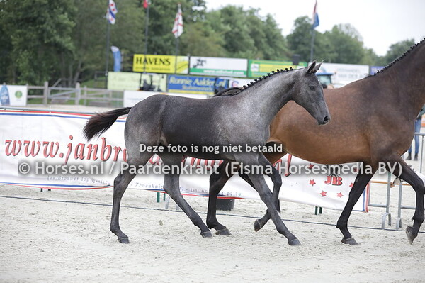 19 Persinaa (Kobalt VDL x Fransinaa v. Indoctro) (1)