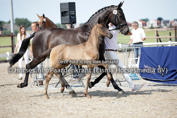 21  Superieur (Vainqueur x Just for your Eyes v. Sorento)