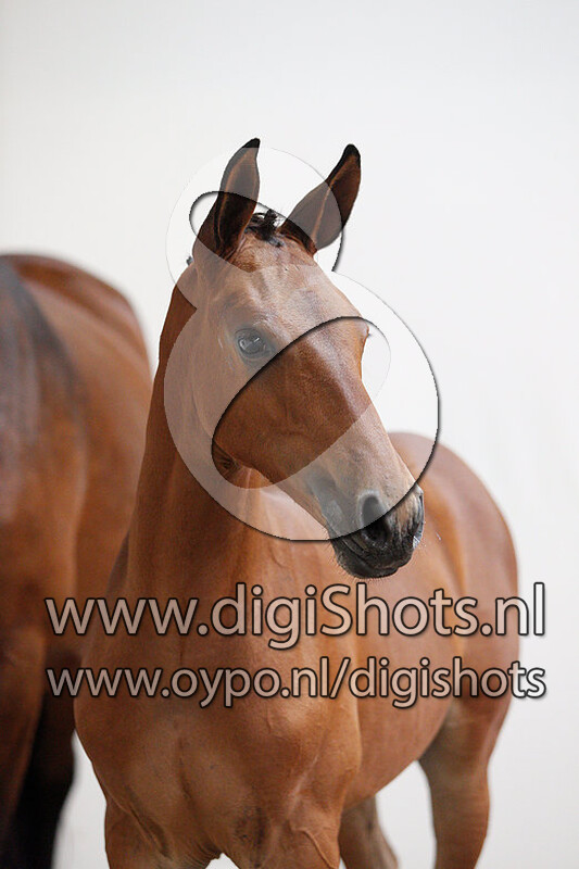 Chocochino v. Comme il Faut