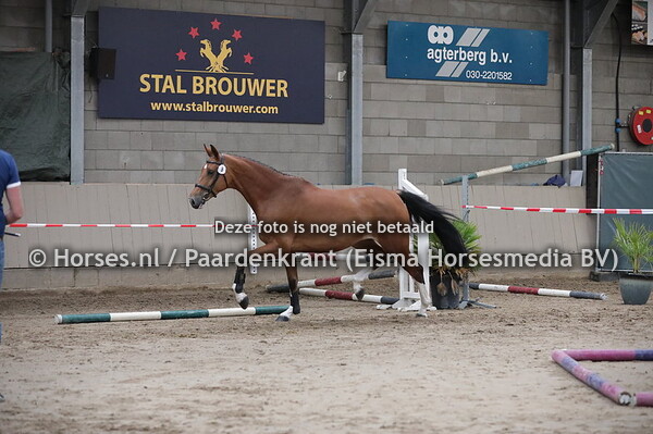 8 Ivorilly B (O'Brien x Olga-Hilly v. Celano)