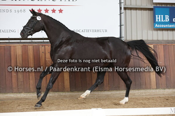 54 Positivity (Lennox US x Danira v. De Niro)