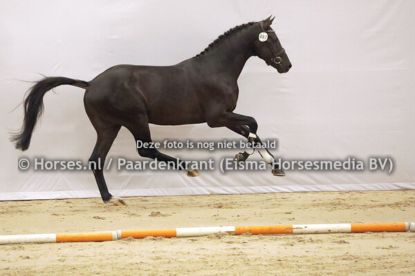 497 Ronco (Secret x Fortuna SVU v. Ampere)