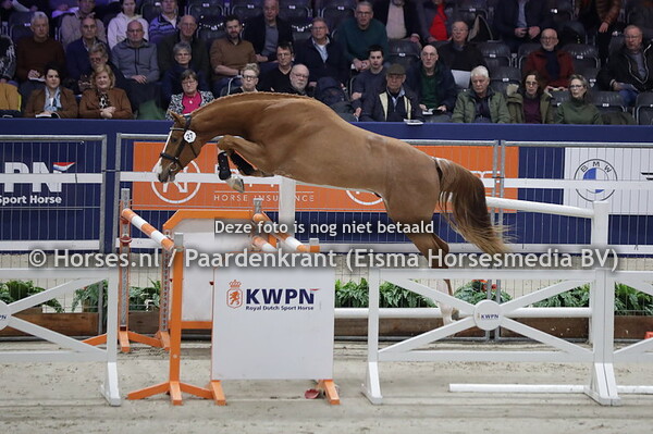 27 Poseidon TCS (Chacoon Blue x Cor de la Crow Z v. Crow Z)