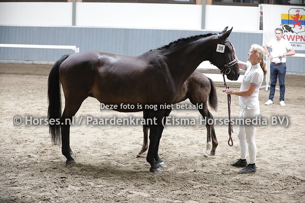 35 Zancaria (Florett As x Lancaria v. Lancer II)