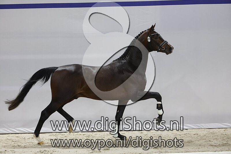 OO Grollo v. Glamourdale