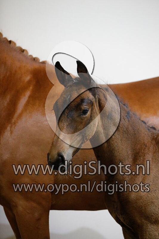 Odelya SG v. Painted Black