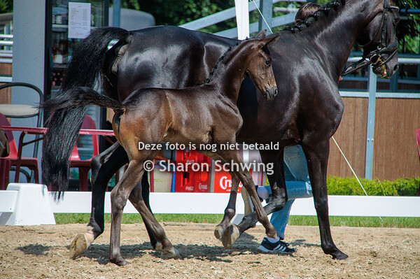 Vrouwelijke dressuurveulens