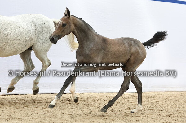 20 Valicia (Eldorado vd Zeshoek x Funaloca v. Bugatti)