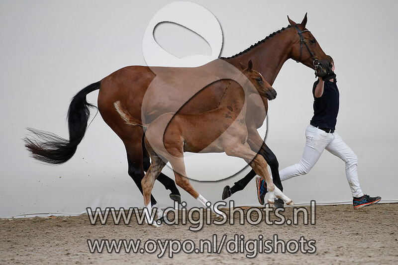 Omaha Beach Texel v. Glocks Toto Jr