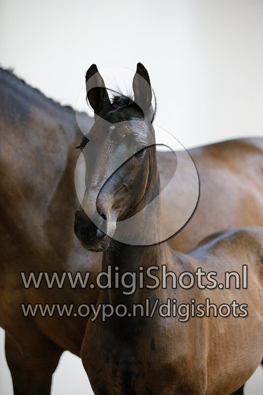 Ocerole LC v. Sezuan