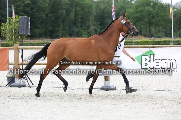 249 Saint Amour (Florida TN x Dettina v. Johnson)