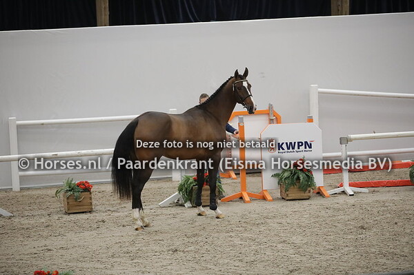 13 Niancard EB (Apardi x Siancara v. Marlon)