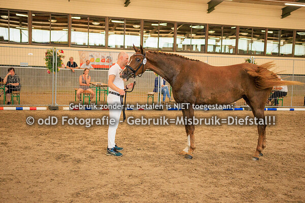 KWPN Stamboekkeuring Limburg 8:00 - 12:30 uur 17-06-23