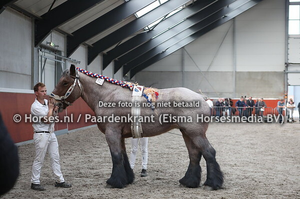 103 Daisy van de Hulsehoeve (Doran van Vrilkhoven x Laura van de Hulsehoeve)
