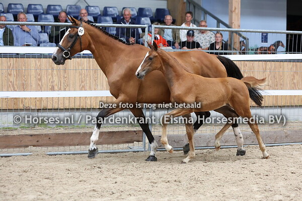 01-08-25 NVK springveulens