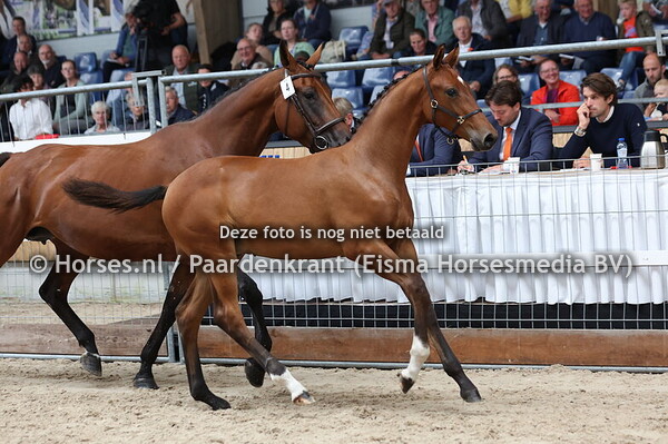 4 VI-Star SK (Tangelo vd Zuuthoeve x Jambes D'Or v.Phin Phin)