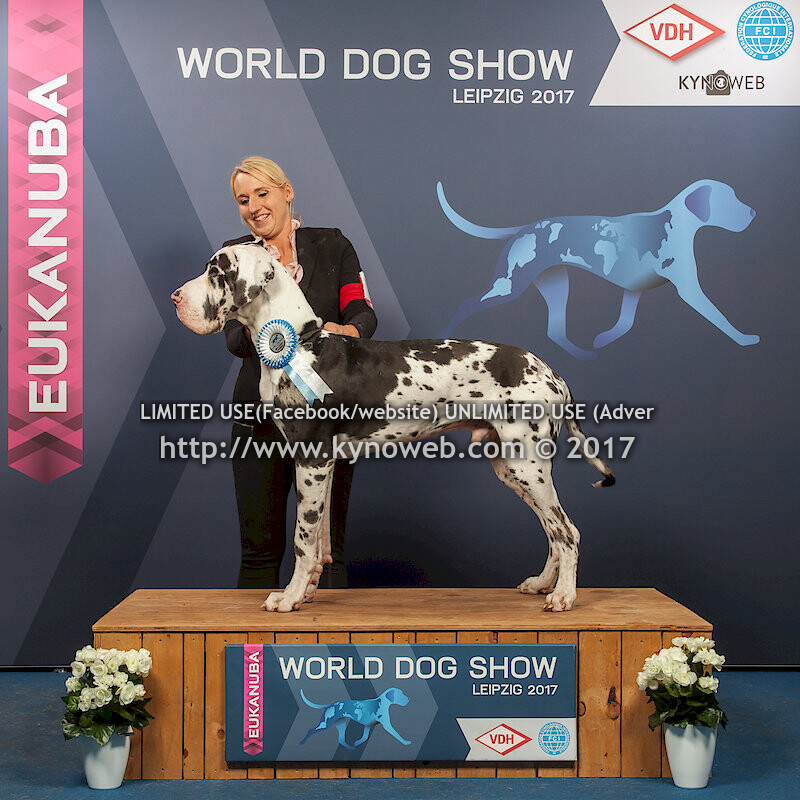 BOB / FREE / EXPRESS