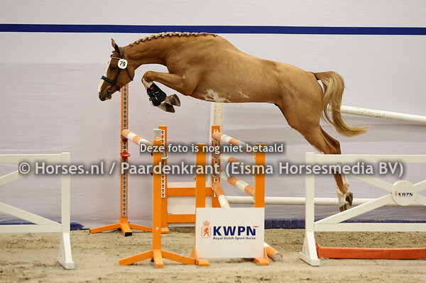 79 (Emerald van't Ruytershof x Quinar)