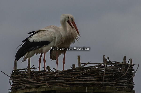 Ooievaarsnest in Paters Kamp