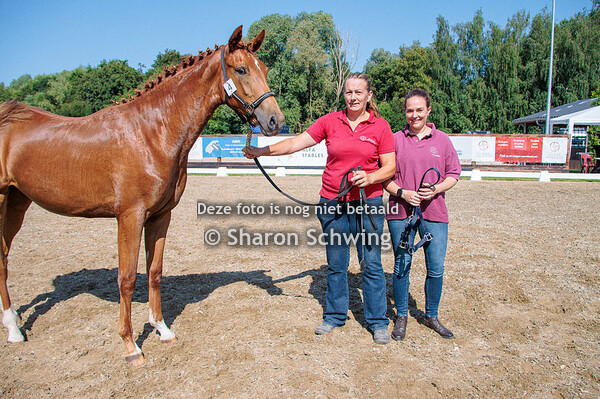 Vrouwelijke jaarlingen dressuur