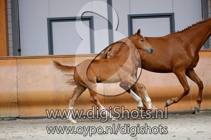 Nolanda v. Entertainer