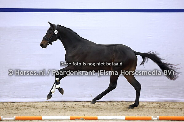 440 (Mauro Turfhorst x Gribaldi)