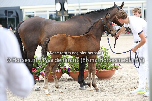 78 Vince (Vino Tinto x Calantha v. Voice)