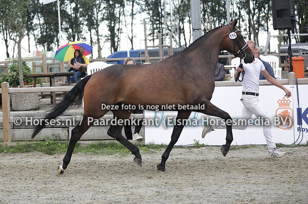 116 Nalien (Indian Rock x Zarlien v. Krack C)