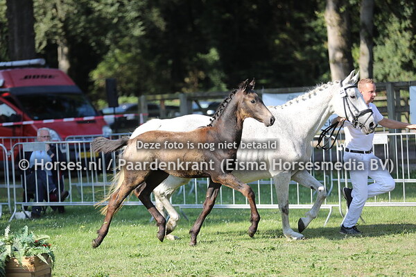 44 Senorvandevosbult