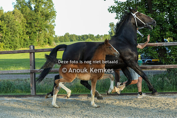 84 - Velony  ( Macho x Patijn )