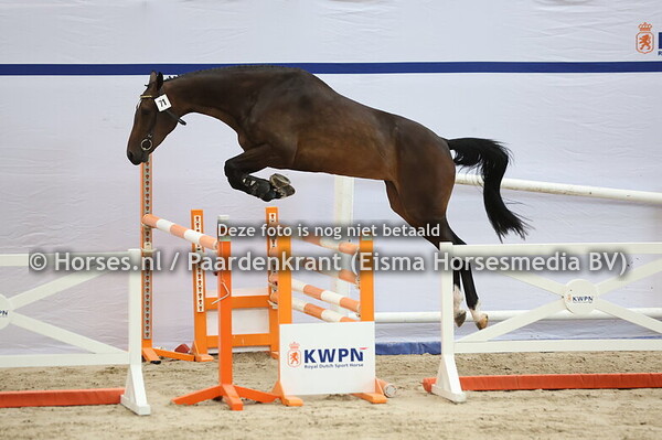 71 Scratch DG (Etounon x Cerline v. Colandro)