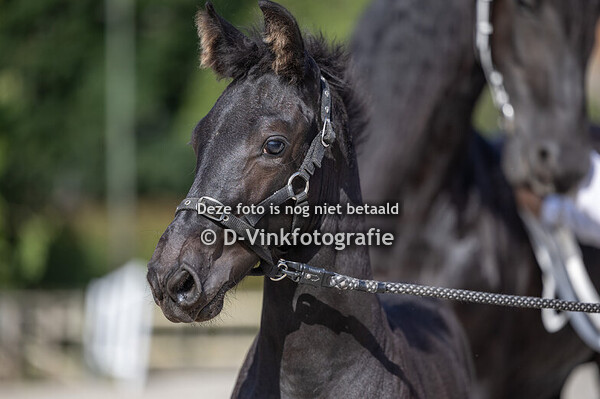 11. Frits van Dandelion