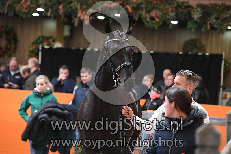 Don Tarpania Z v. Dominator Z