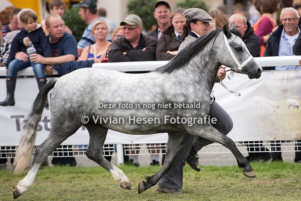 3 year Old Fillies Section A
