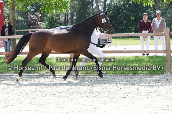 35 Rosalucienne (Just Wimphof x Eralucienne Vika)