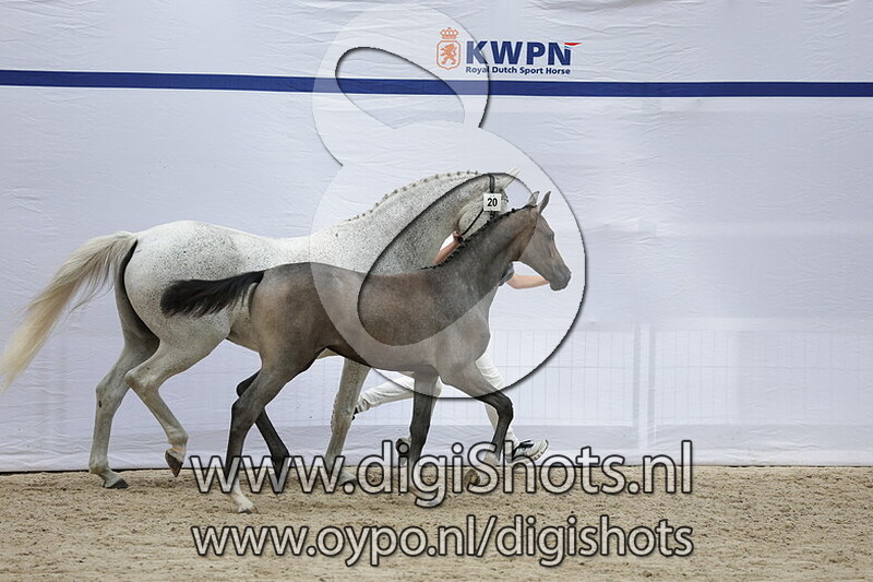 Valocia v. Eldorado van de Zeshoek