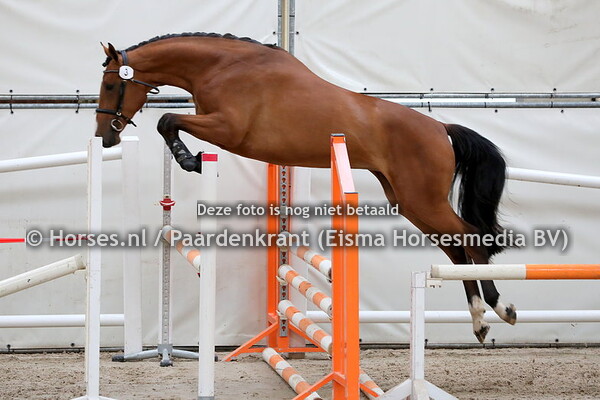 3 Loveley Star SIH (Baltic VDL x Georgia-S v. Numero Uno)